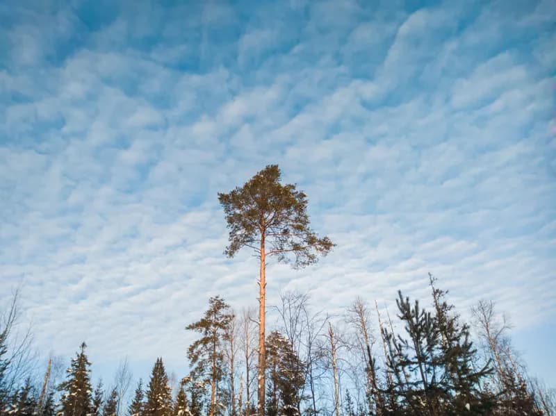 Белая Холуница, Россия — уличная фотография, декабрь 2018