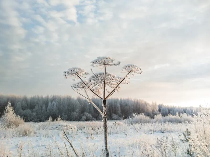 Белая Холуница, Россия — уличная фотография, декабрь 2018