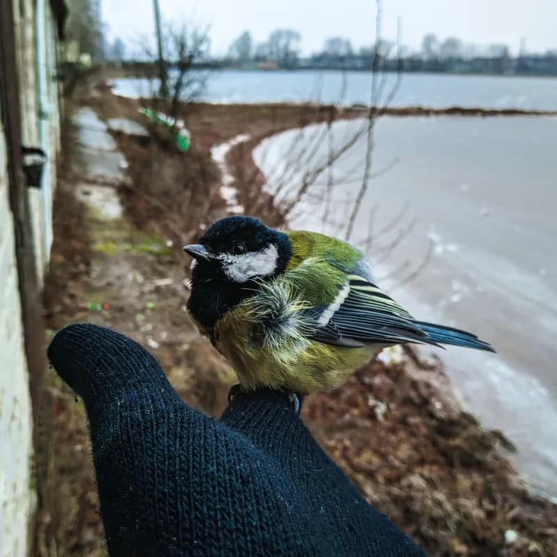 Белая Холуница, Россия — уличная фотография, ноябрь 2018