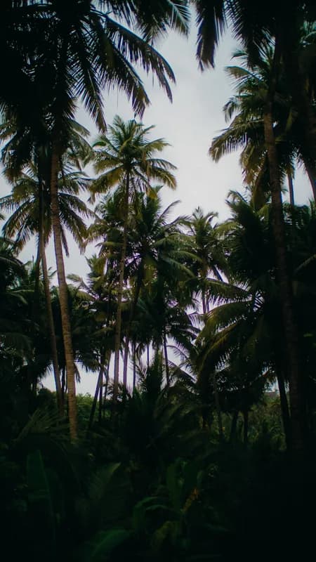 Goa, India — street photography, May 2024