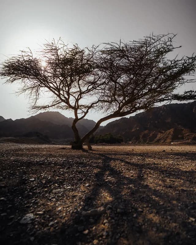 Fujairah, UAE — street photography, September 2024