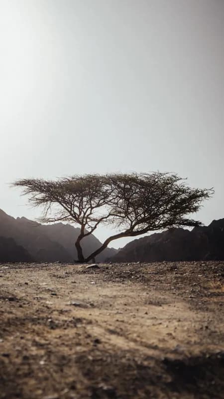 Fujairah, UAE — street photography, September 2024
