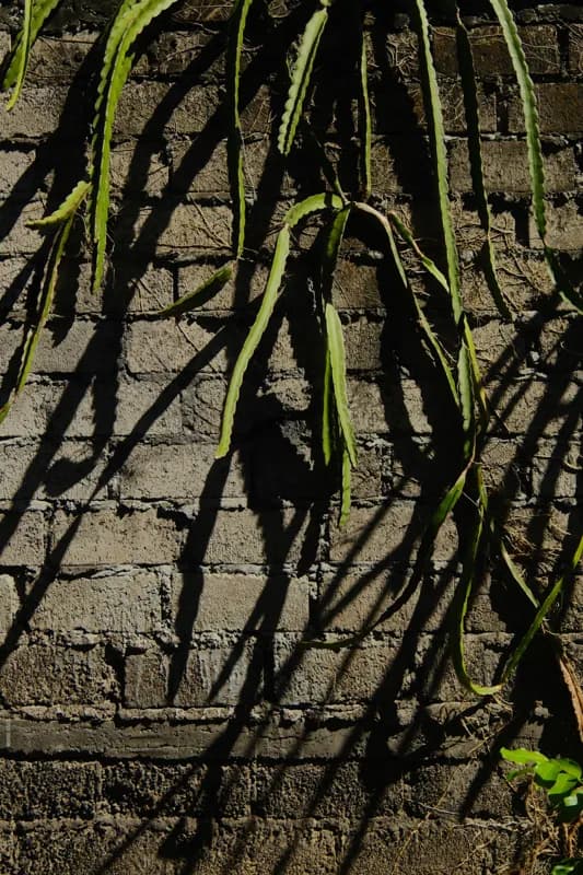 Bali, Bali — street photography, June 2026