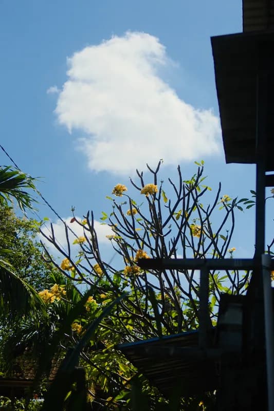Bali, Bali — street photography, June 2026