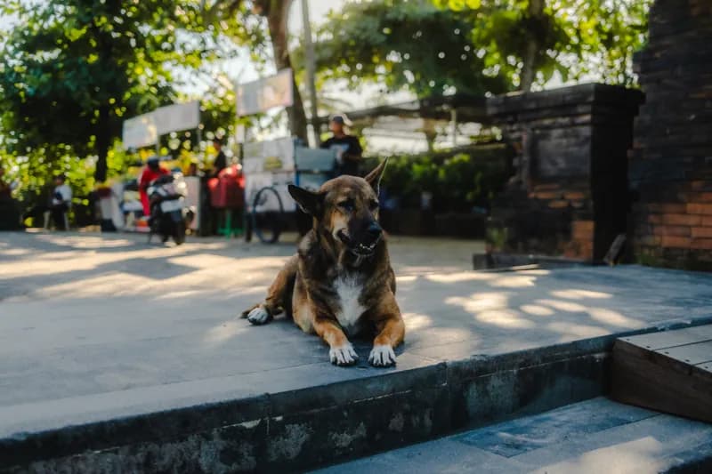 Bali, Bali — street photography, June 2026