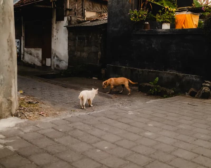 Bali, Bali — street photography, June 2026