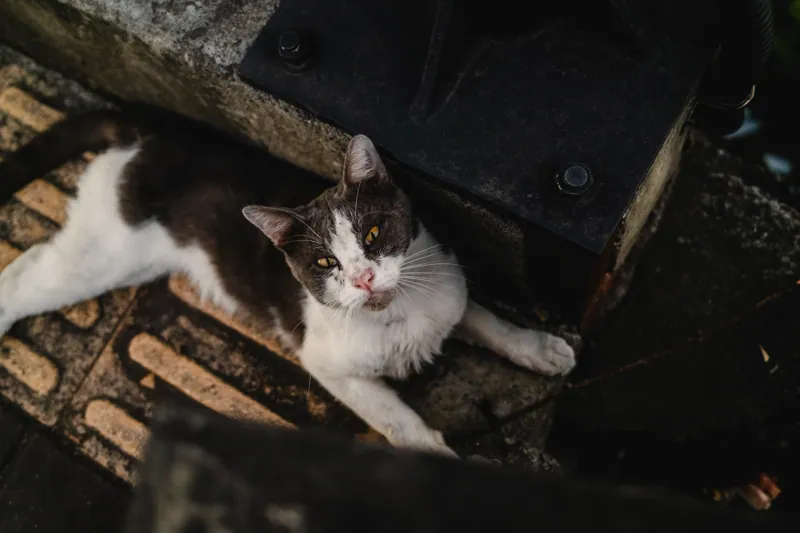 Bali, Bali — street photography, June 2026
