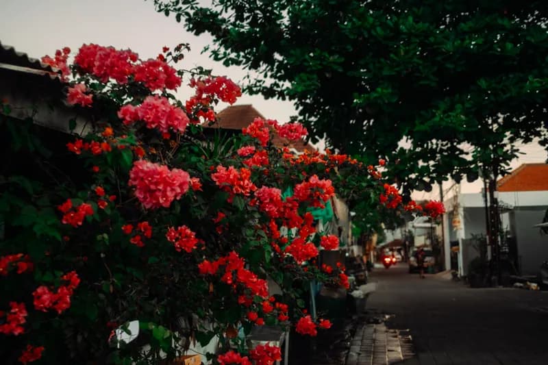 Bali, Bali — street photography, June 2026