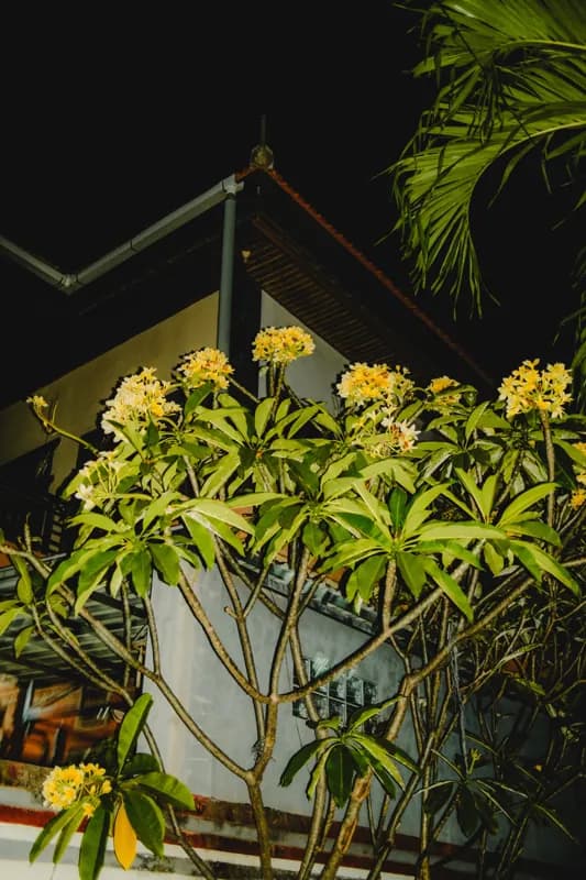 Bali, Bali — street photography, June 2026