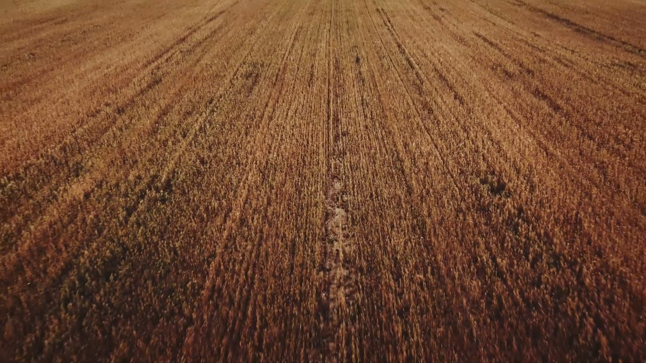 Vyatka Kvass. A film in the wheat field: still from the film 2