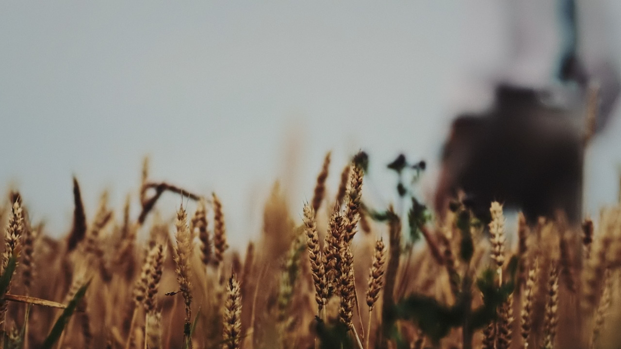 Vyatka Kvass. A film in the wheat field: still from the film 3